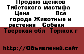 Продаю щенков Тибетского мастифа › Цена ­ 45 000 - Все города Животные и растения » Собаки   . Тверская обл.,Торжок г.